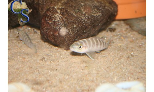 Neolamprologus cylindricus